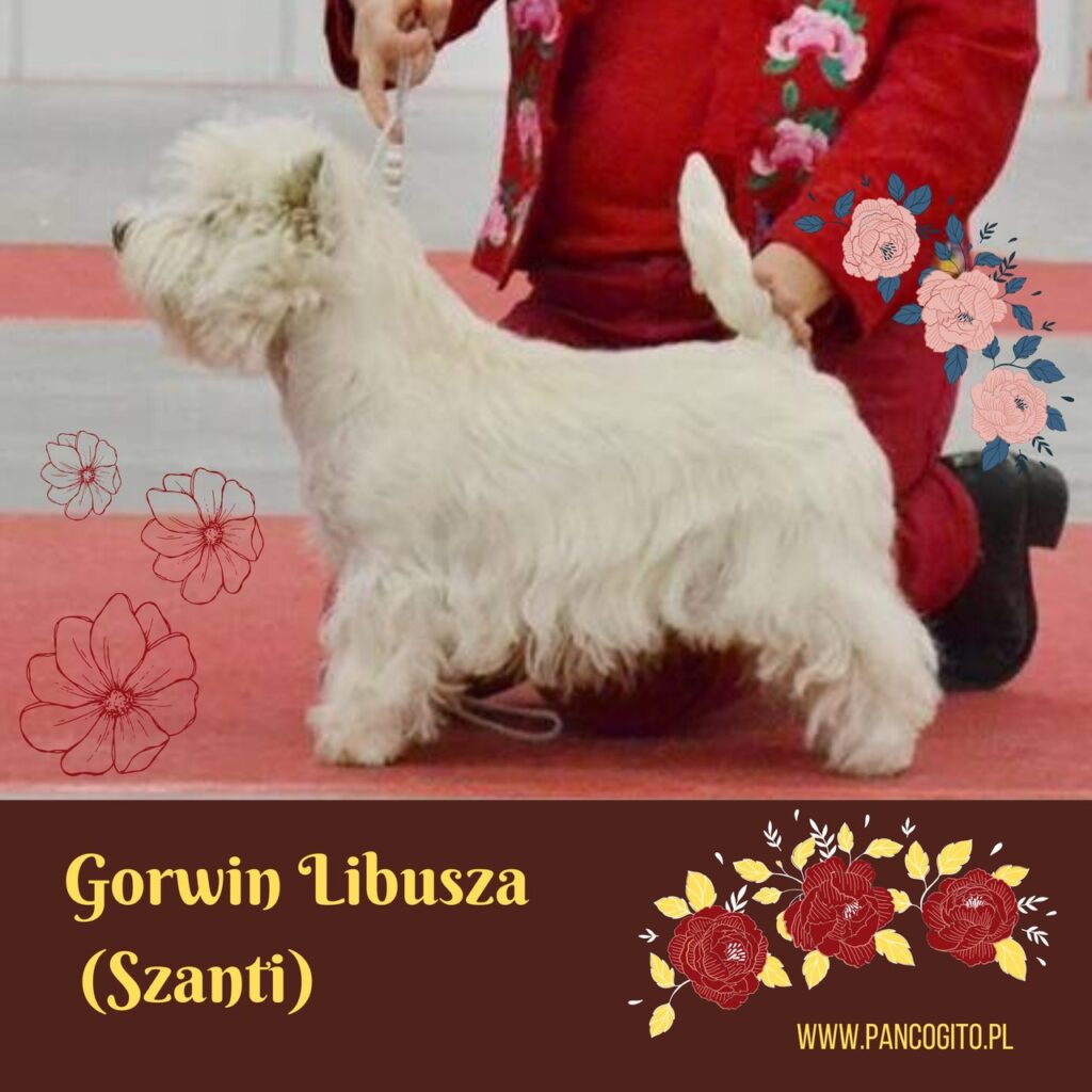 west highland white terrier Gorwin Libusza