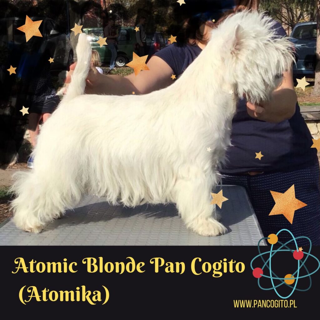 Atomic Blonde Pan Cogito, west highland white terrier