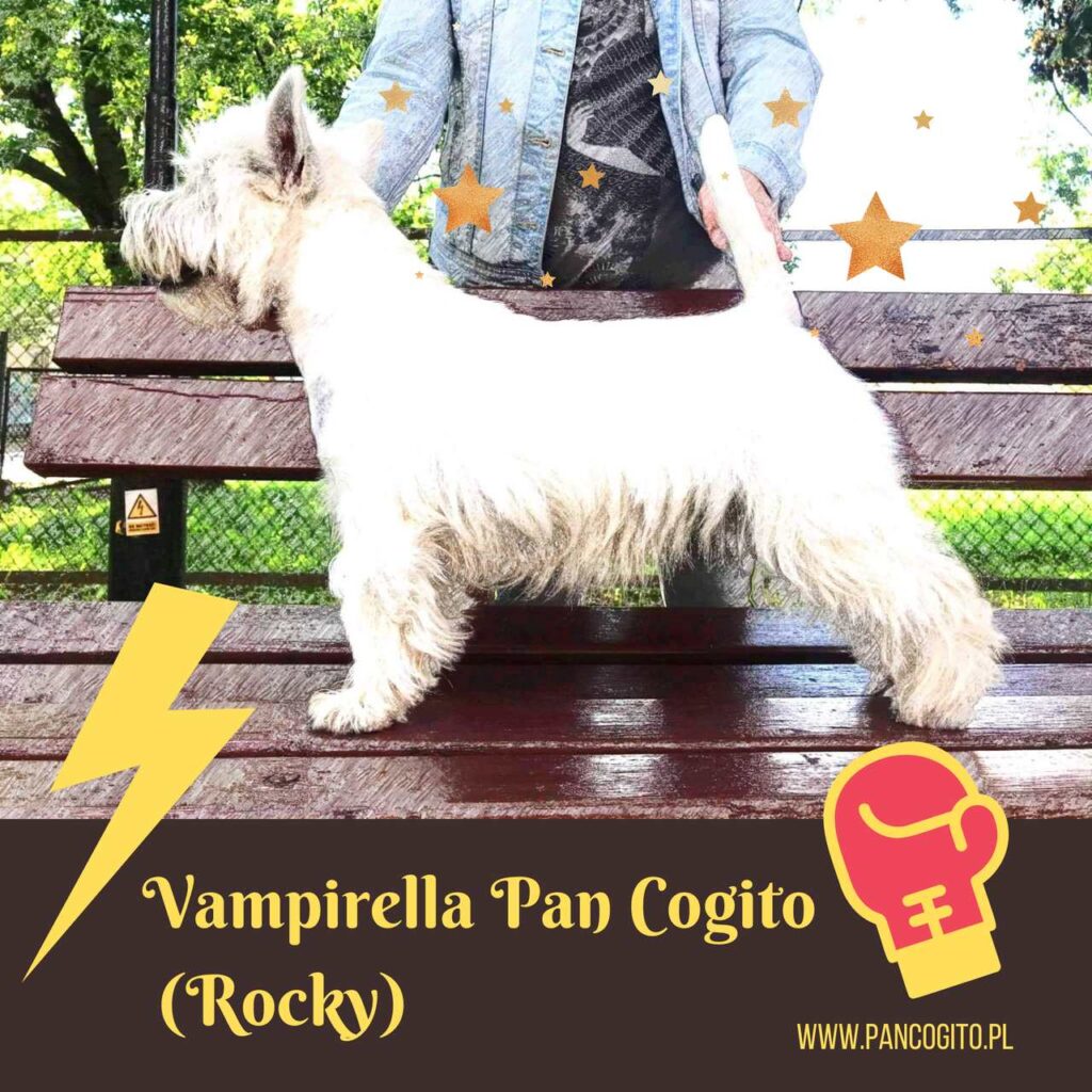 Vampirella Pan Cogito, west highland white terrier