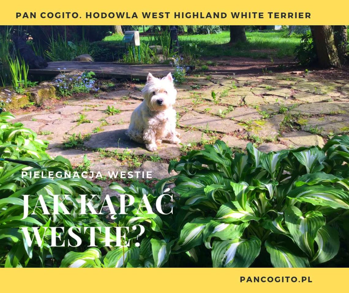 west highland white terrier-kapiel