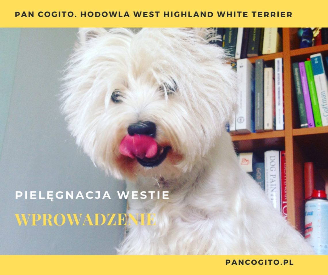 west highland white terrier-pielegnacja