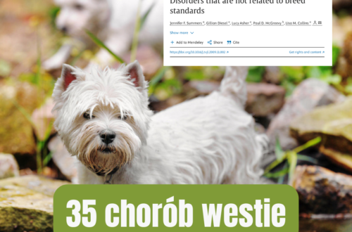 35 chorób westie