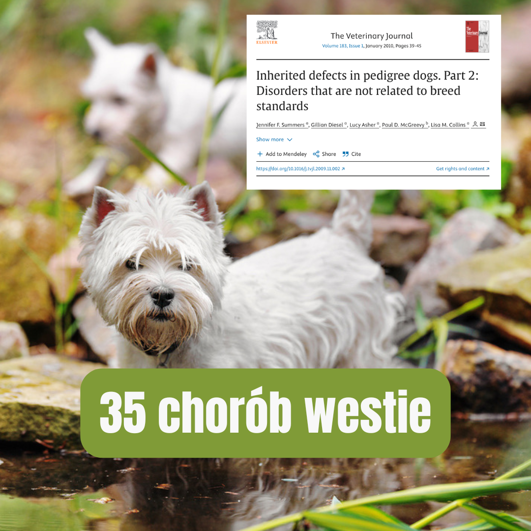 35 chorób westie
