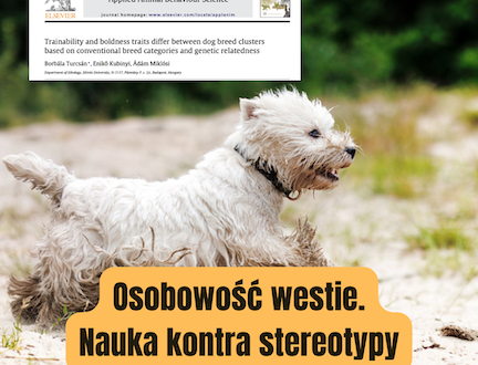 Osobowość westie. Nauka kontra stereotypy o charakterze whwt