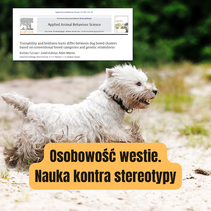Osobowość westie. Nauka kontra stereotypy o charakterze whwt